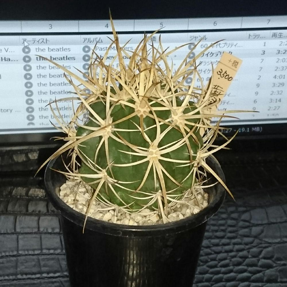 サボテン フェロカクタス属 黄金冠